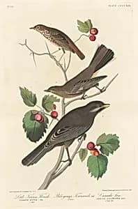 Little Tawny Thrush by Robert Havell after John James Audubon