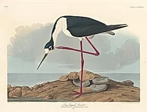 Long-legged Avocet by Robert Havell after John James Audubon