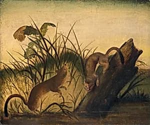 Long-Tailed Weasel by Studio of John James Audubon