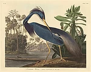 Louisiana Heron by Robert Havell after John James Audubon