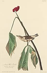 Louisiana Water Thrush by Robert Havell after John James Audubon