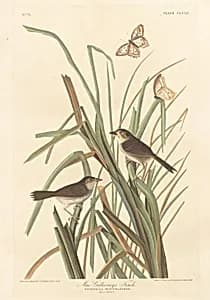 MacGillivray's Finch by Robert Havell after John James Audubon