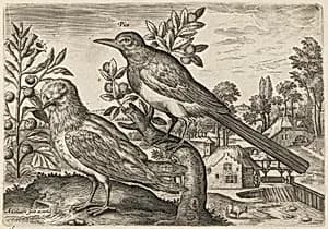 Magpie and Another Bird by Adriaen Collaert