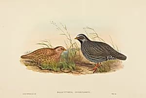 Malacoturnix superciliosus (Mountain Quail) by John Gould and H.C. Richter