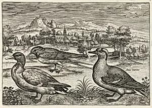 Mallard, Duck, and Swallow by Adriaen Collaert