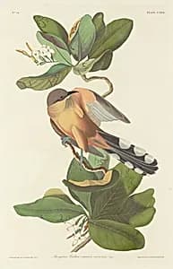 Mangrove Cuckoo by Robert Havell after John James Audubon