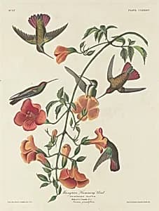 Mangrove Humming Bird by Robert Havell after John James Audubon