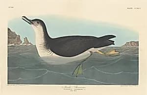 Manks Shearwater by Robert Havell after John James Audubon