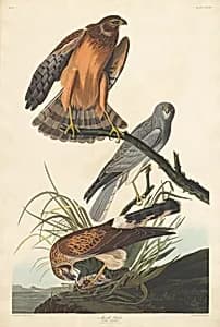 Marsh Hawk by Robert Havell after John James Audubon