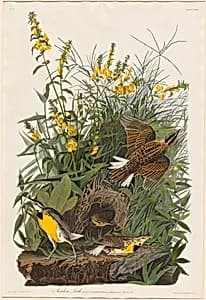Meadow Lark by Robert Havell after John James Audubon