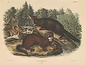 Mink by John T. Bowen, after John James Audubon