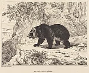 Mississippi Bear by Antoine-Louis Barye