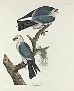 Mississippi Kite by Robert Havell after John James Audubon