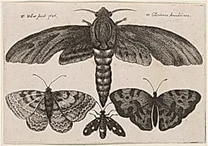 Moth and Three Butterflies by Wenceslaus Hollar