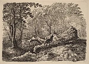 Mouldering Tree Trunk
