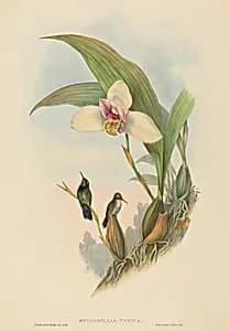 Myiabeillia typica (Abeille's Hummingbird)