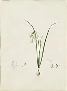 Narcissus calathinus by Pierre Joseph Redouté