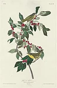 Nashville Warbler by Robert Havell after John James Audubon