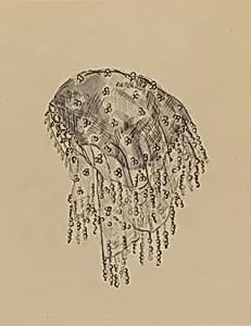 Net Cap