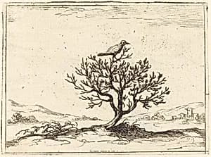 Nightingale in a Bush by Jacques Callot