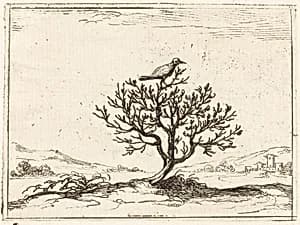 Nightingale in a Bush by Jacques Callot