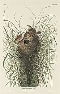 Nuttall's Lesser Marsh Wren by Robert Havell after John James Audubon