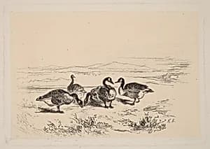 Oies bernacles by Karl Bodmer