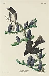 Olive-sided Flycatcher by Robert Havell after John James Audubon