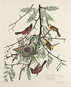 Orchard Oriole by Robert Havell after John James Audubon