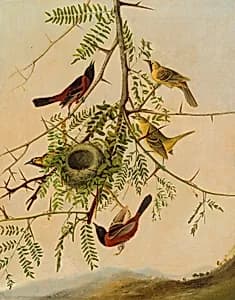 Orchard Oriole by Joseph Bartholomew Kidd, after John James Audubon
