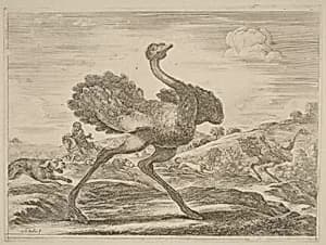 Ostrich Hunt by Stefano Della Bella