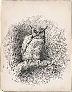 Owl