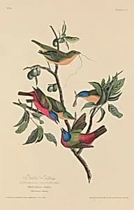 Painted Bunting by Robert Havell after John James Audubon