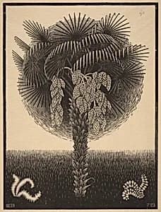Palm Tree by M.C. Escher