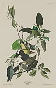 Palm Warbler by Robert Havell after John James Audubon