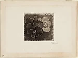 Pansies by James David Smillie