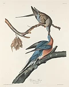 Passenger Pigeon by Robert Havell after John James Audubon