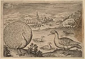 Peacock and Goose by Adriaen Collaert