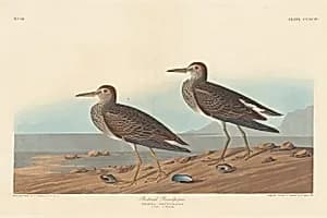 Pectoral Sandpiper by Robert Havell after John James Audubon