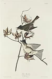 Pewit Flycatcher by Robert Havell after John James Audubon