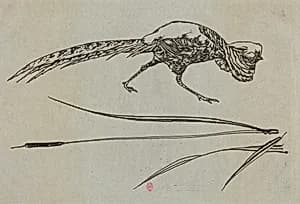Pheasant by Félix Bracquemond