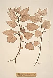 Physalis Alkekengi by Constetin von Ettinghausen and Alois Pokorny