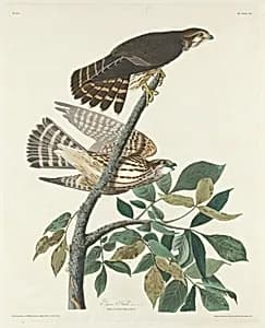 Pigeon Hawk by Robert Havell after John James Audubon
