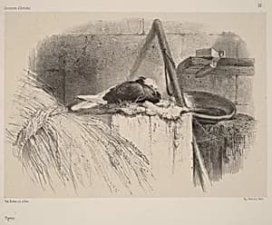 Pigeon by Karl Bodmer