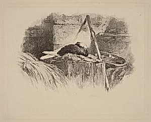 Pigeon sur un nid by Karl Bodmer