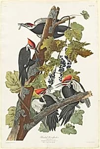 Pileated Woodpecker by Robert Havell after John James Audubon