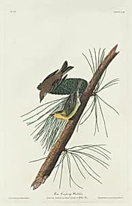 Pine Creeping Warbler by Robert Havell after John James Audubon