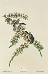 Pine Finch by Robert Havell after John James Audubon