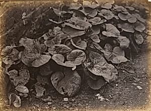 Plant Study by Robert Burrows