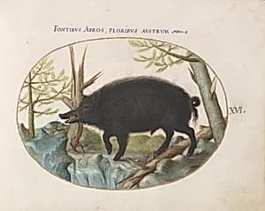 Plate 16: Wild Boar by Joris Hoefnagel